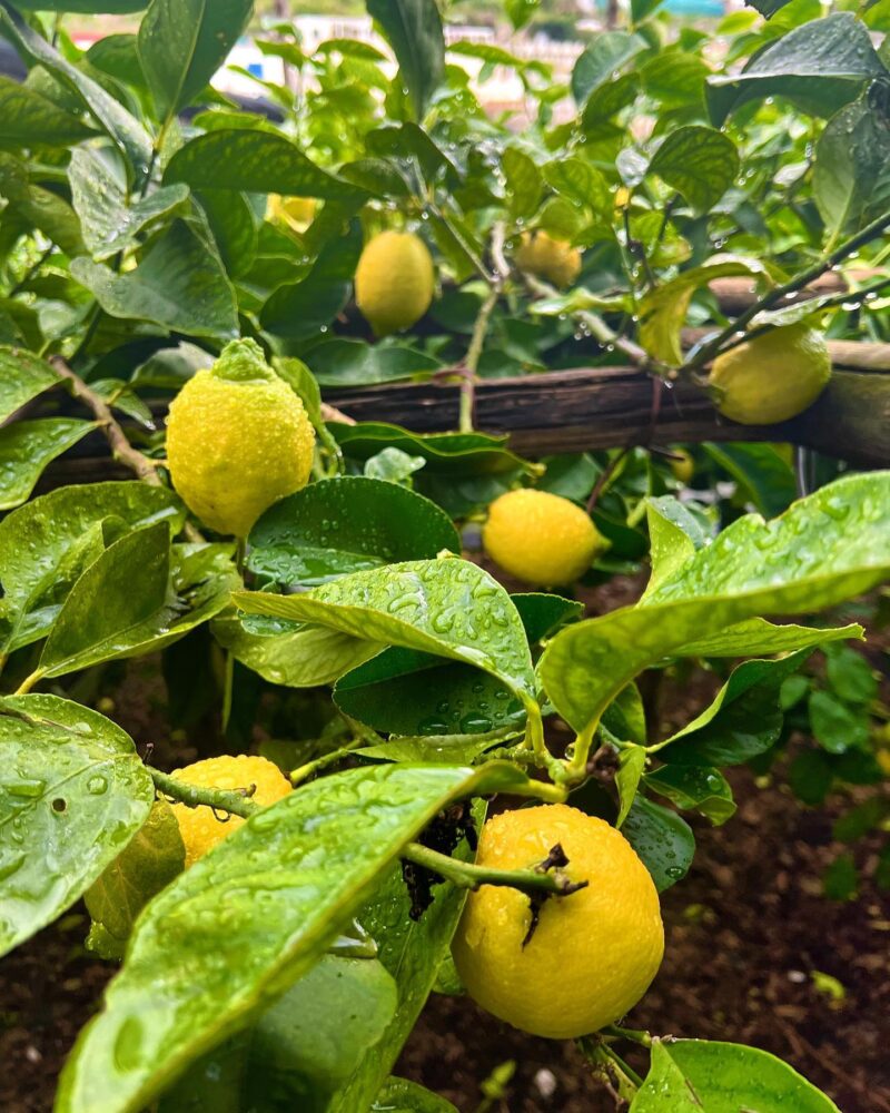 Lemon Experience - Descubriendo el limón de la Costa Amalfitana - Imagen 2